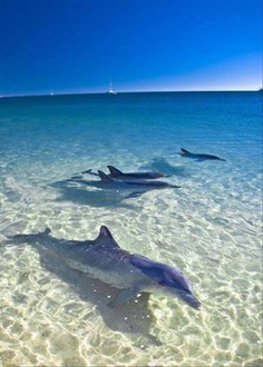 Delfines Fuerteventura